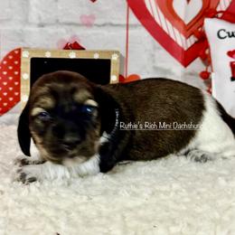 Boy one - Brindle male Dachshund puppy in Lakeland, Florida from Ruthie’s Rich Mini Dachshunds