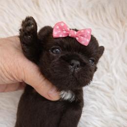 Hannah - Chocolate female Shih Tzu puppy in Tallahassee, Florida from Bows and Bow Ties