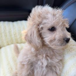 Marlon - Cream male Poodle puppy in West Richland, Washington from PNW PAWS