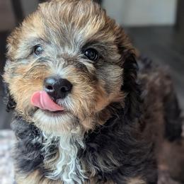 White - Tri-color female Bernedoodle puppy in Connecticut from Valley View Doodles