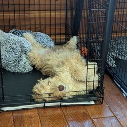 Australian Labradoodle All Grown Up from Running Brook Doodles