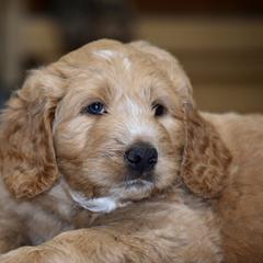 Saint Berdoodle Puppies from Highland Ridge Doodles