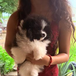 Oreo - Black parti male Pomeranian puppy in Waterloo, Indiana from Garcias Pomeranian
