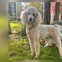 Joni - Poodle