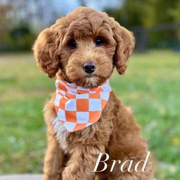 Brad - Red  male Goldendoodle puppy in Murfreesboro, Tennessee from Cherry Lane Farm Doodles