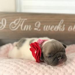 French Bulldog Puppies from Frenchies Of Central Oregon