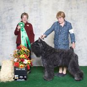 Bouvier des Flandres All Grown Up from Dilyn