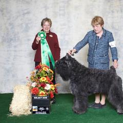 Bouvier des Flandres All Grown Up from Dilyn