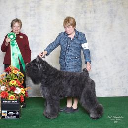 Bouvier des Flandres All Grown Up from Dilyn