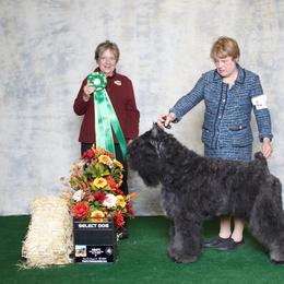 Bouvier des Flandres All Grown Up from Dilyn