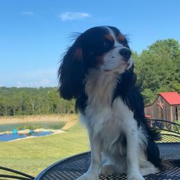 Ranger - Cavalier King Charles Spaniel