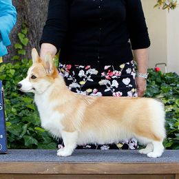 Pembroke Welsh Corgis from Gwyndolyns