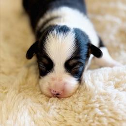 Dewey - Black and tan male Pembroke Welsh Corgi puppy in Chubbuck, Idaho from Sunny J Corgis and Mini Americans
