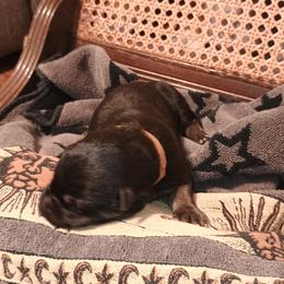 Brown - Black and tan male German Shepherd puppy in Dawsonville, Georgia from Vom Aussenseiter