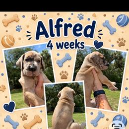 Alfred - Merle male Great Dane puppy in Naples, Florida from Above The Salt Danes