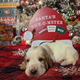 Toby 2700.00 - Red and white male Basset Hound puppy in Denison, Texas from Emma Lou's Baby Bassets