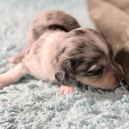 Royal - Dapple male Dachshund puppy in El Cajon, California from Lisa Buxton