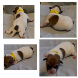 Yellow male - White and tan male Russell Terrier puppy in La Puente, California from Jumpin' Jack's Terriers