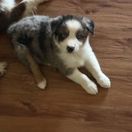 Chevy - Blue merle male Australian Shepherd puppy in Columbia, Kentucky from Caywood Aussies