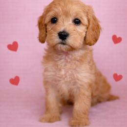 Bitty - Cream female Australian Labradoodle puppy in Londonderry, New Hampshire from Granite State Labradoodles