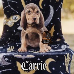 Carrie - Liver and tan female Bloodhound puppy in Wamego, Kansas from Flint Hills Hounds