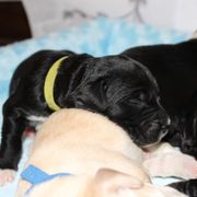Barbado da Terceira Puppies from Azorean Heritage Barbados
