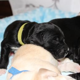 Barbado da Terceira Puppies from Azorean Heritage Barbados