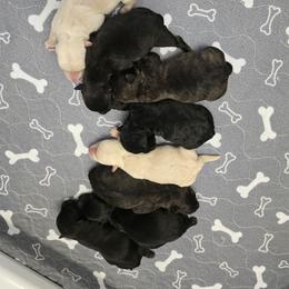 Boy - Brindle male Scottish Terrier puppy in Utah from TnT Scotties