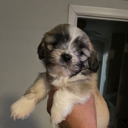 Maisie Malone - Brindle female Lhasa Apso puppy in Fort Worth, Texas from Sheri's Lhasa Apso Puppies