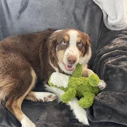 Australian Shepherd All Grown Up from Ralph's Australian Shepherds