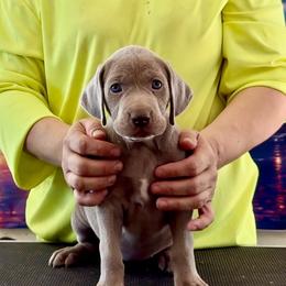 Mary - Silver gray female Weimaraner puppy in Aitkin, Minnesota from Whispering’s GunDogs