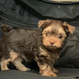 Yorkshire Terrier Puppies from Chocolate and Parti Yorkies in Florida