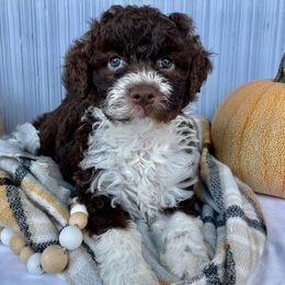 Lagotto Romagnolo Puppies from Agapē Lagotto Romagnolo