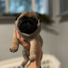 Banana Cakes - Fawn female Pug puppy in Grants Pass, Oregon from Malta Pugs