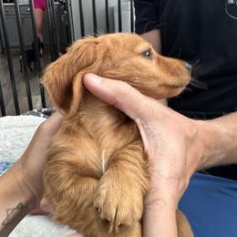 Bailey - Cream female Dachshund puppy in Anna, Texas from Bigony Family Dachshund’s