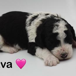 Java - Black and white female Bernedoodle puppy in Scottsville, Kentucky from Barren River Bernedoodles and Poodles