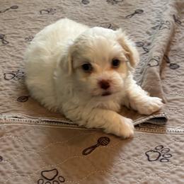 Boy 2 - Cream male Havanese puppy in East Lansing, Michigan from VanCort's Happy Havanese