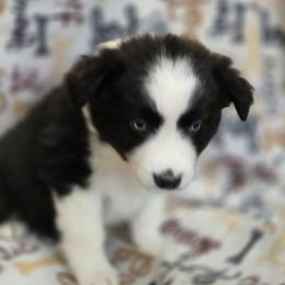 Brave - Black & white female Australian Shepherd puppy in Squaw Valley, California from A&M Australian Shepherds