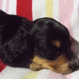 Dachshund Puppies from Molly Dolly's Miniature Dachshunds