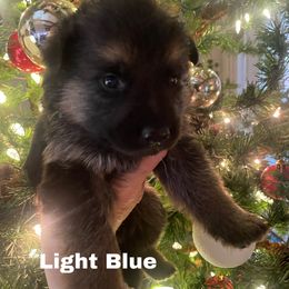 German Shepherd Puppies from Cedarwood K9's & Kats