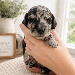 Gray collar - Merle male Goldendoodle puppy in Christiana, Tennessee from Rechlicz Family Doodles