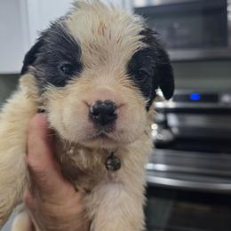 Boy 2 - Mahogany and white male Saint Bernard puppy in Camby, Indiana from Heather's Noble Saints