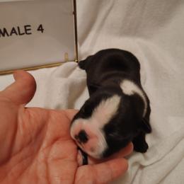Male 4 - Black and white male Boston Terrier puppy in Headland, Alabama from Crystal Carlisle's Boston Terriers