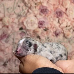Gravy - Blue merle female Pomeranian puppy in Newport News, Virginia from Nel’s designer Pomeranians