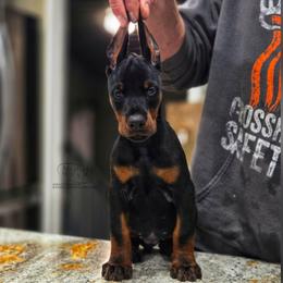 Klair - Black and rust female Doberman Pinscher puppy in China Township, Michigan from Snell's Superior Kennel Dobermann & GSP