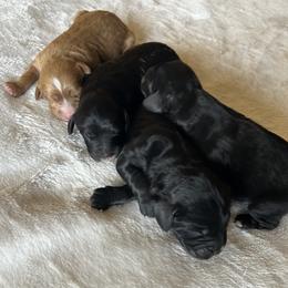 Girl 1 - Apricot and white (Reserved) - Apricot female Cavapoo puppy in Tempe, Arizona from Springerdoodles Plus AZ