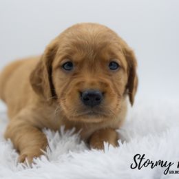 Golden Retriever Puppies from Stormy Hill Golden Retrievers