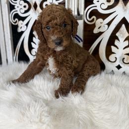 Goldendoodle and Poodle Puppies from Northern Heart Standards