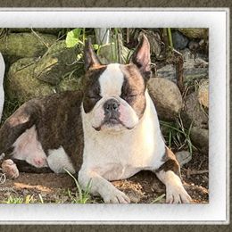 Knuckles - Boston Terrier