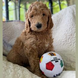 Alexi -Girl 2 (orange collar) - Apricot female Goldendoodle puppy in Auburn, Indiana from Cooper’s Doodles